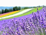 北海道(10)