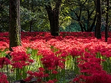 埼玉県(43)